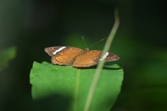 Euriphene