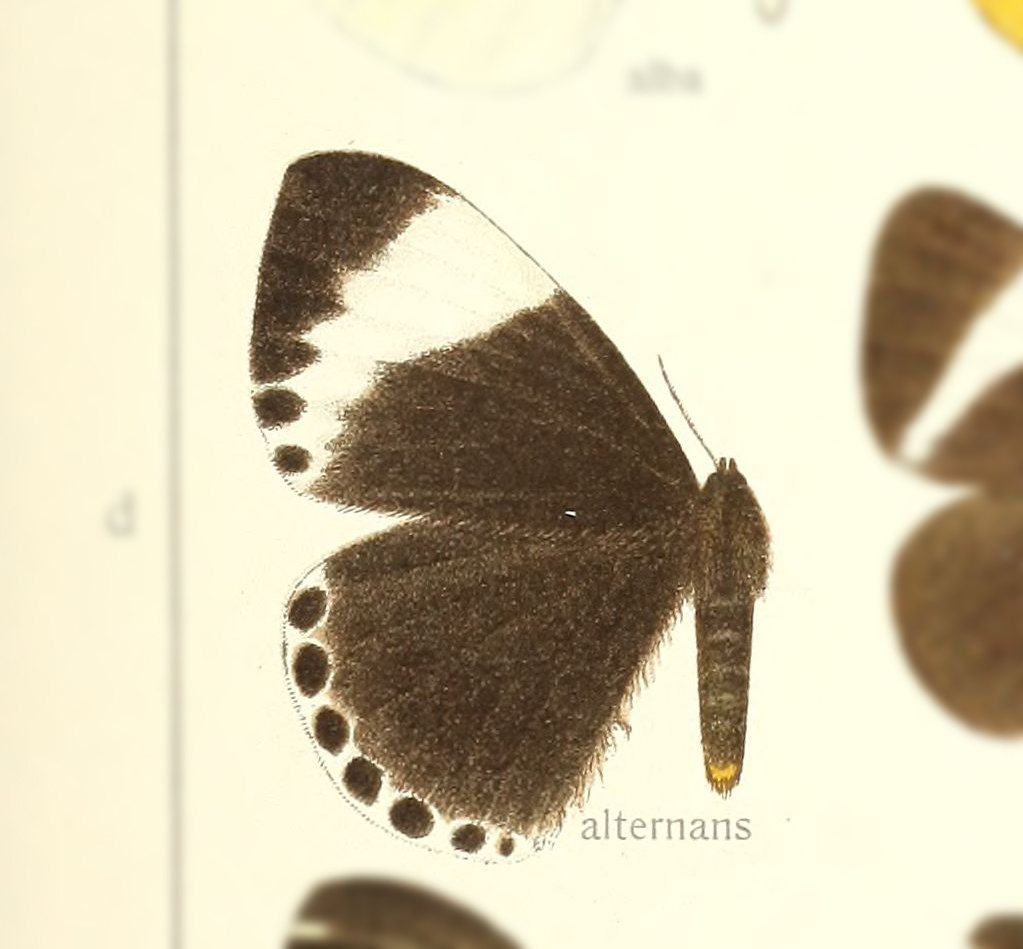 Melanothrix alternans