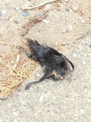 Curaeus curaeus curaeus