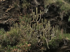 Trichocereus chiloensis litoralis