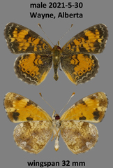 Phyciodes tharos orantain