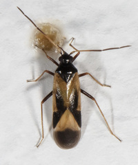 Ceratocapsus nigrocephalus
