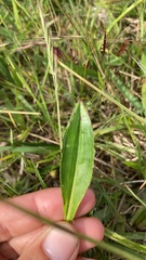 Chaptalia piloselloides