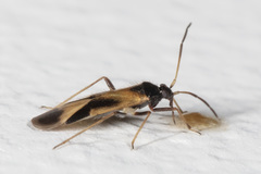 Ceratocapsus nigrocephalus