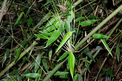 Merostachys claussenii