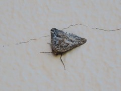 Hypotephrina