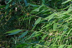 Merostachys claussenii