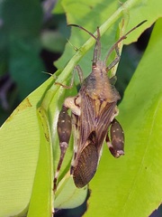 Meropachyini