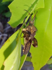 Meropachyini