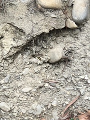 Phimenes flavopictus formosanus