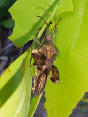 Meropachyini