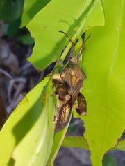 Meropachyini