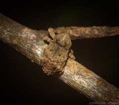 Tychreus sellatus