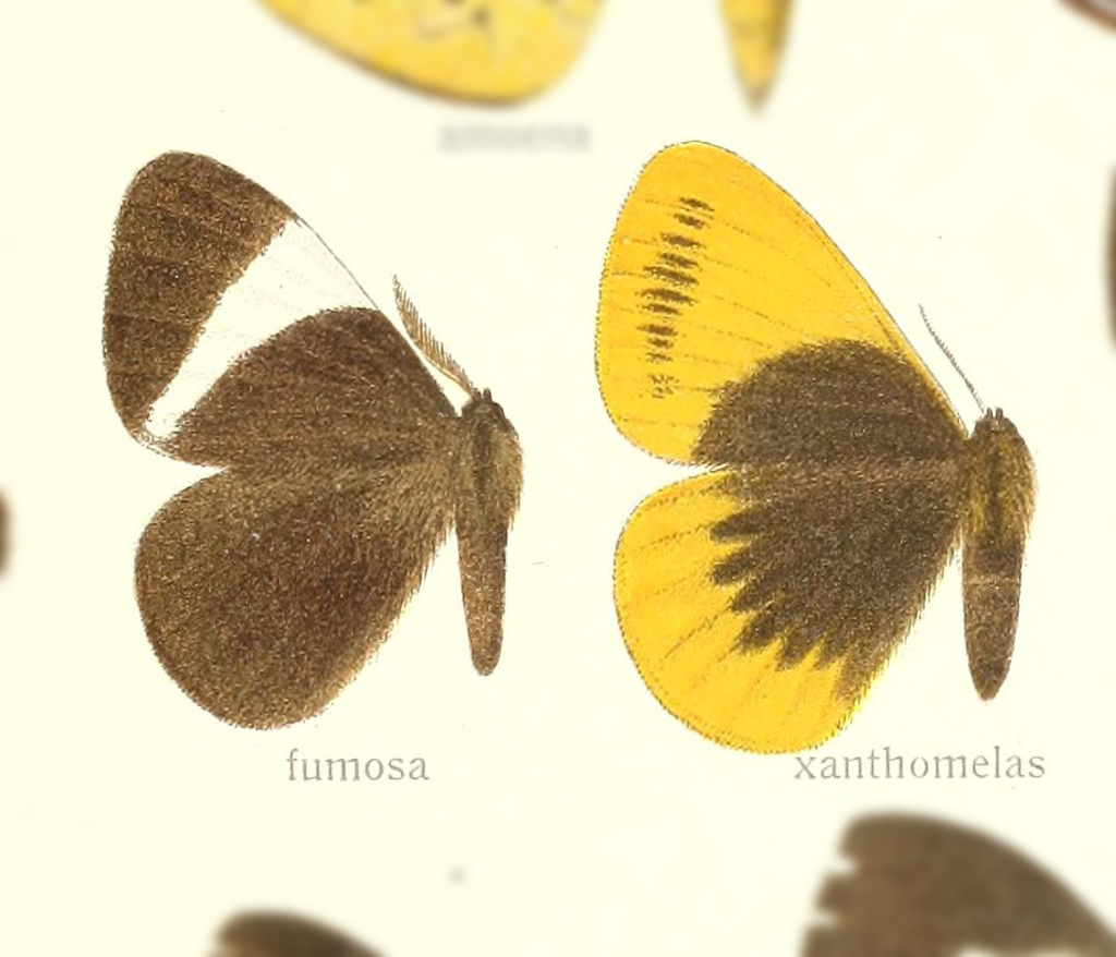 Melanothrix fumosa