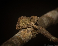 Tychreus sellatus