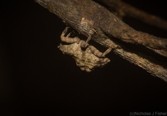 Tychreus sellatus