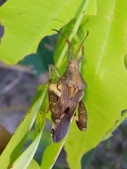 Meropachyini