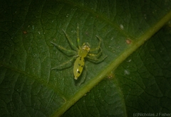 Astilodes mariae