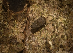 Erichsonocis