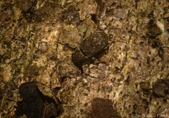 Erichsonocis