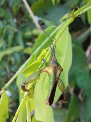 Meropachyini