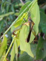 Meropachyini