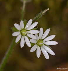 Stellaria cupaniana