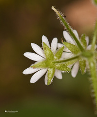 Stellaria cupaniana