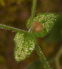 Stellaria cupaniana
