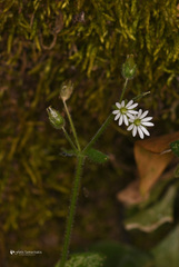 Stellaria cupaniana
