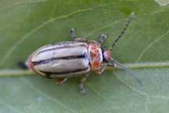 Disonycha bicarinata