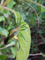 Meropachyini