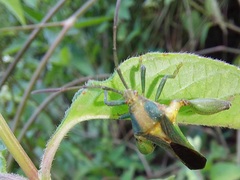Meropachyini
