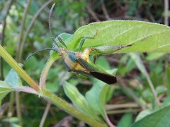 Meropachyini