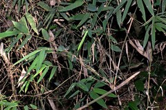 Chusquea ramosissima