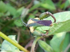 Meropachyini