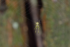 Allende nigrohumeralis