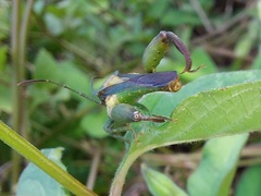 Meropachyini