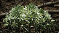Albuca seineri