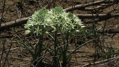 Albuca seineri
