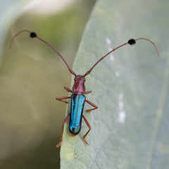 Compsocerus violaceus
