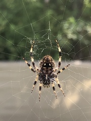 Neoscona orizabensis