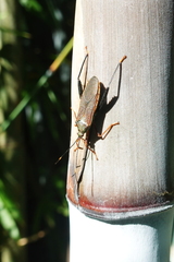 Notobitus sexguttatus