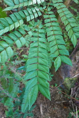 Archidendron clypearia