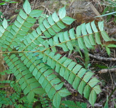 Archidendron clypearia