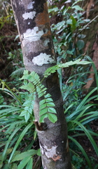 Archidendron clypearia