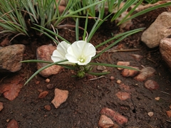 Ipomoea simplex