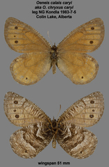 Oeneis chryxus caryi