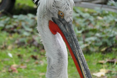 Pelecanus crispus
