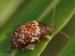 Asiophrida scaphoides
